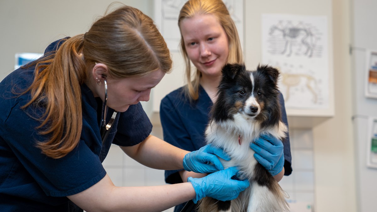Två elever undersöker en hund med stetoskop