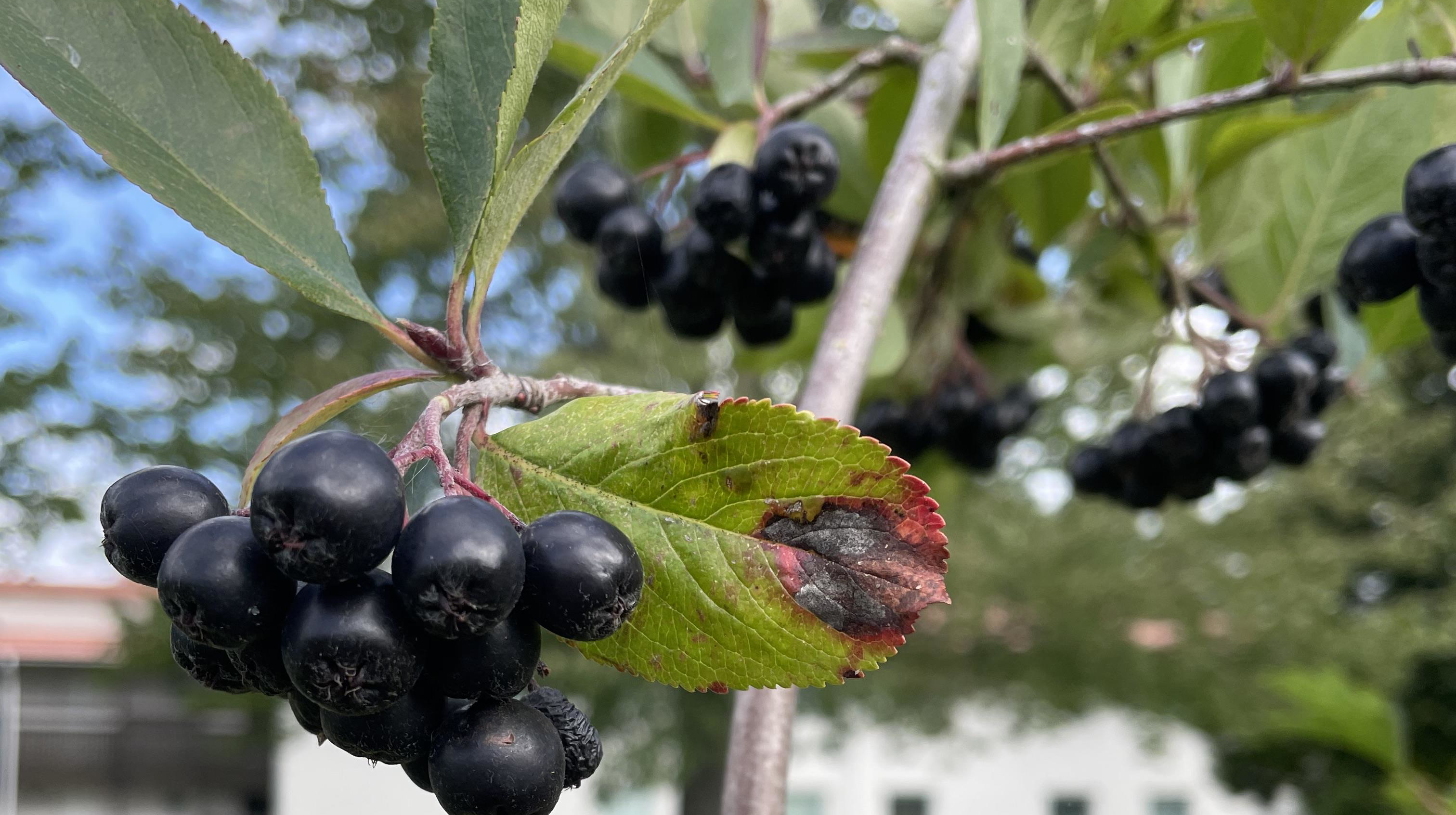 Aroniabär på träd
