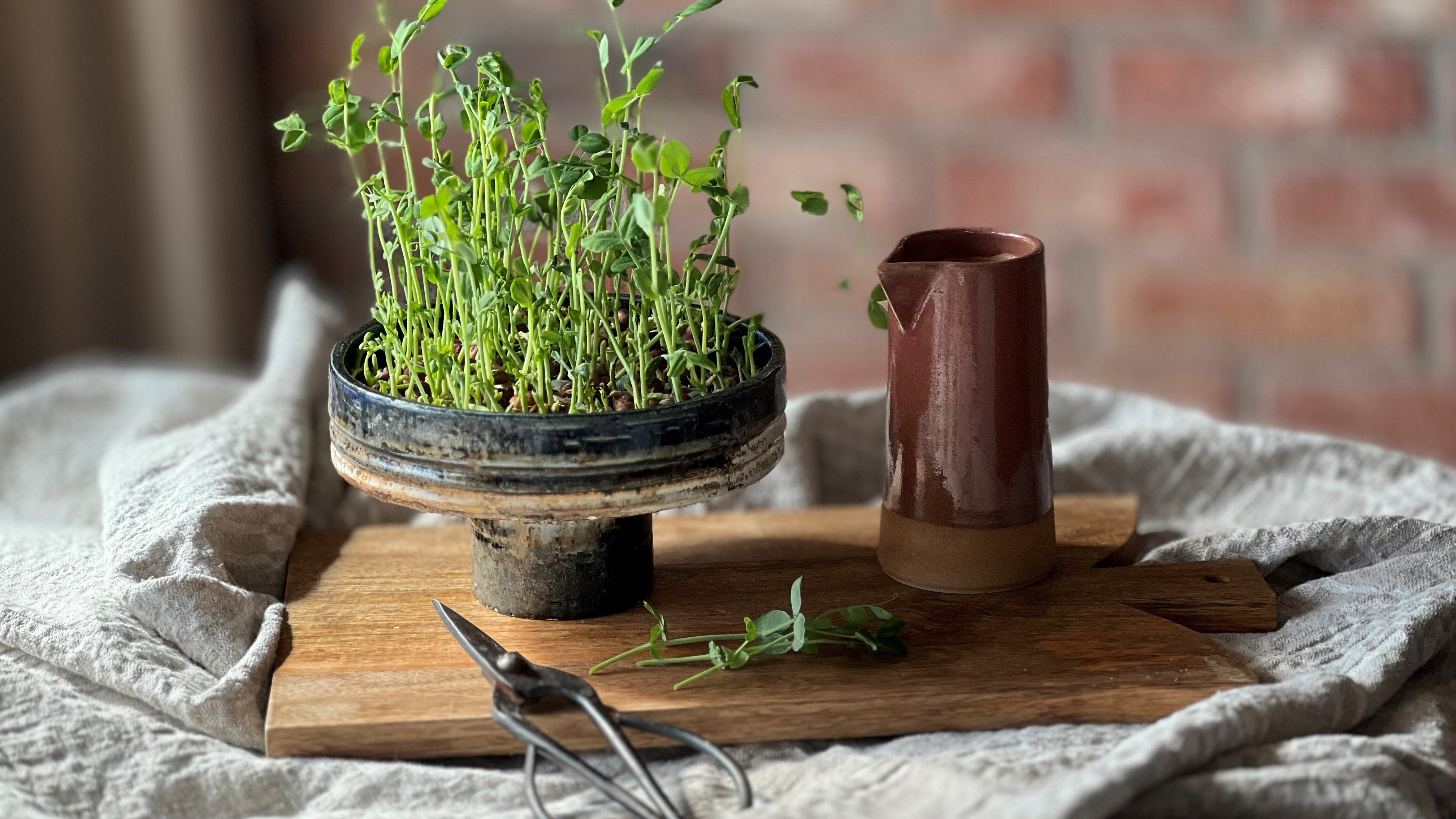 Färdiggroddad gråärt