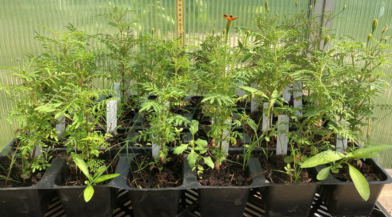 Växter i odlingskrukor