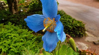 En blå blomma i vägkanten