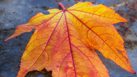 Ett gult höstlöv mot regnig asfalt