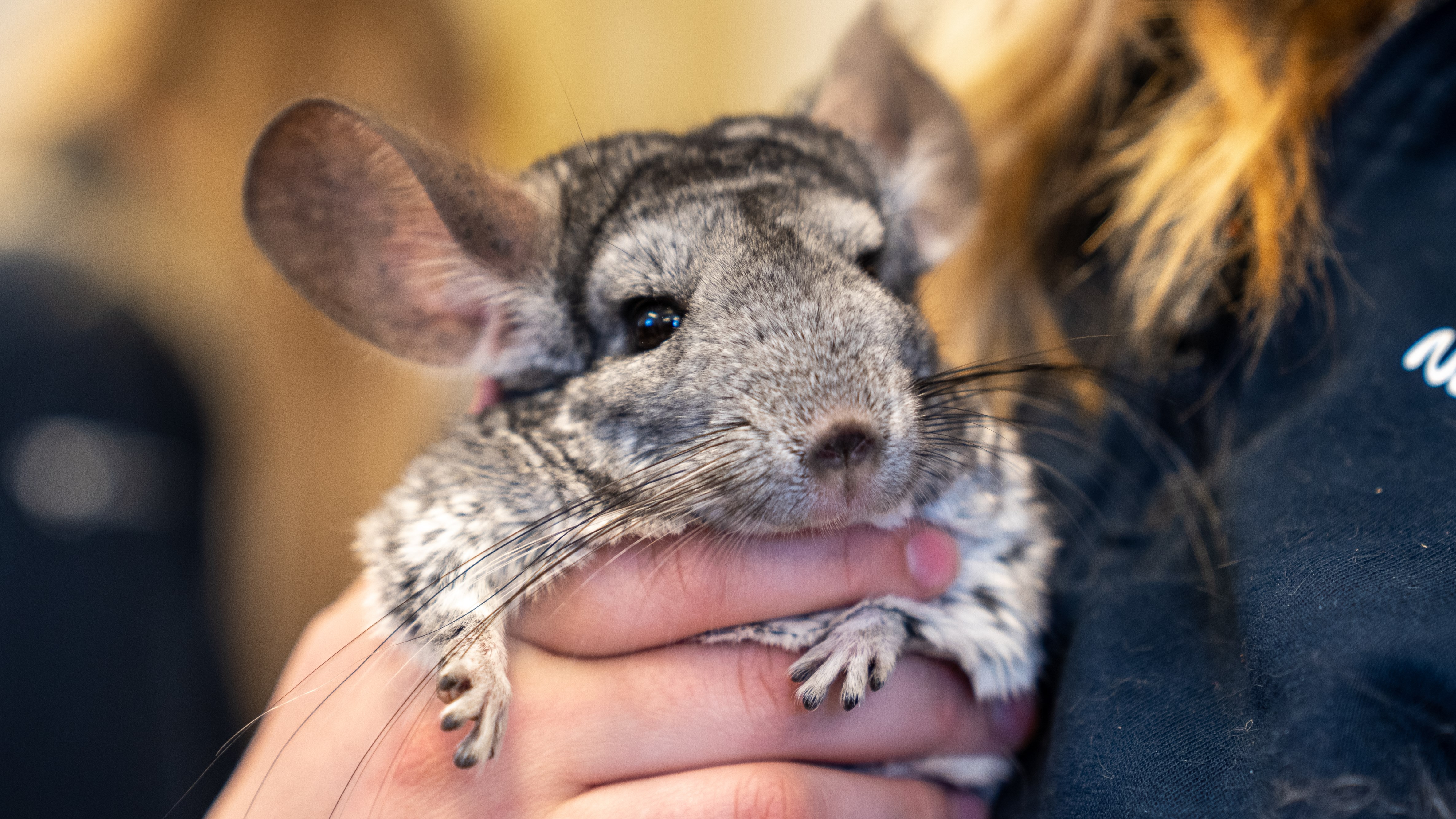 Hand som håller i en chinchilla
