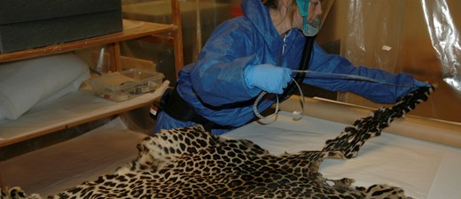 En person i blå skyddsdräkt och friskluftsmask arbetar med rengöring av ett prickigt skinn från ett stort kattdjur.