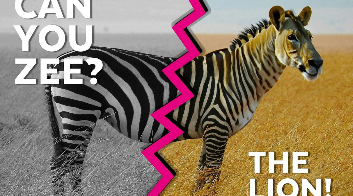 foto delad i två halvor. Avgränsas med rosa zickzack linje. På den vänstra sidan en zebra i svartvitt på den högra är den i färg