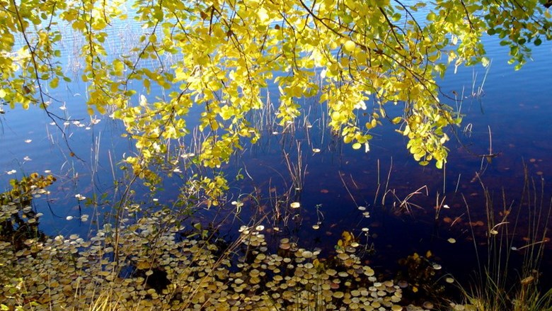Vackra höstlöv sträcker sig ned mot vattnet vid en sjö.