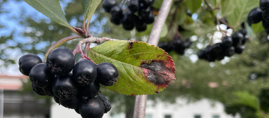 Aroniabär på träd