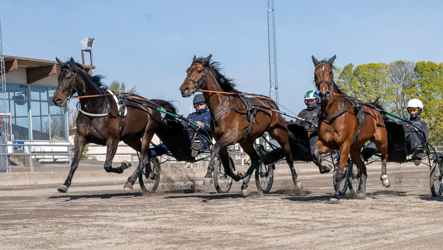 Tre travhästar med ekipage travar på bana