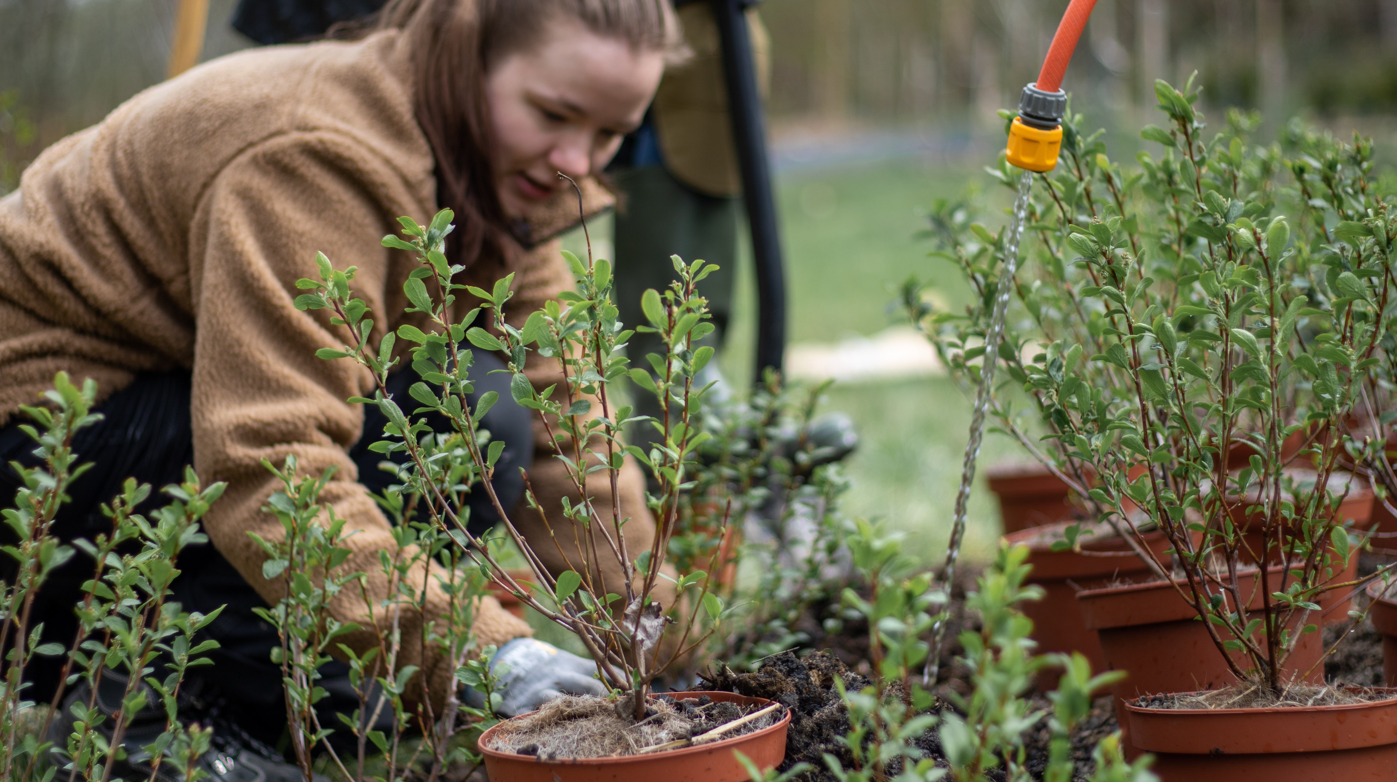 Elev planterar växter ur krukor