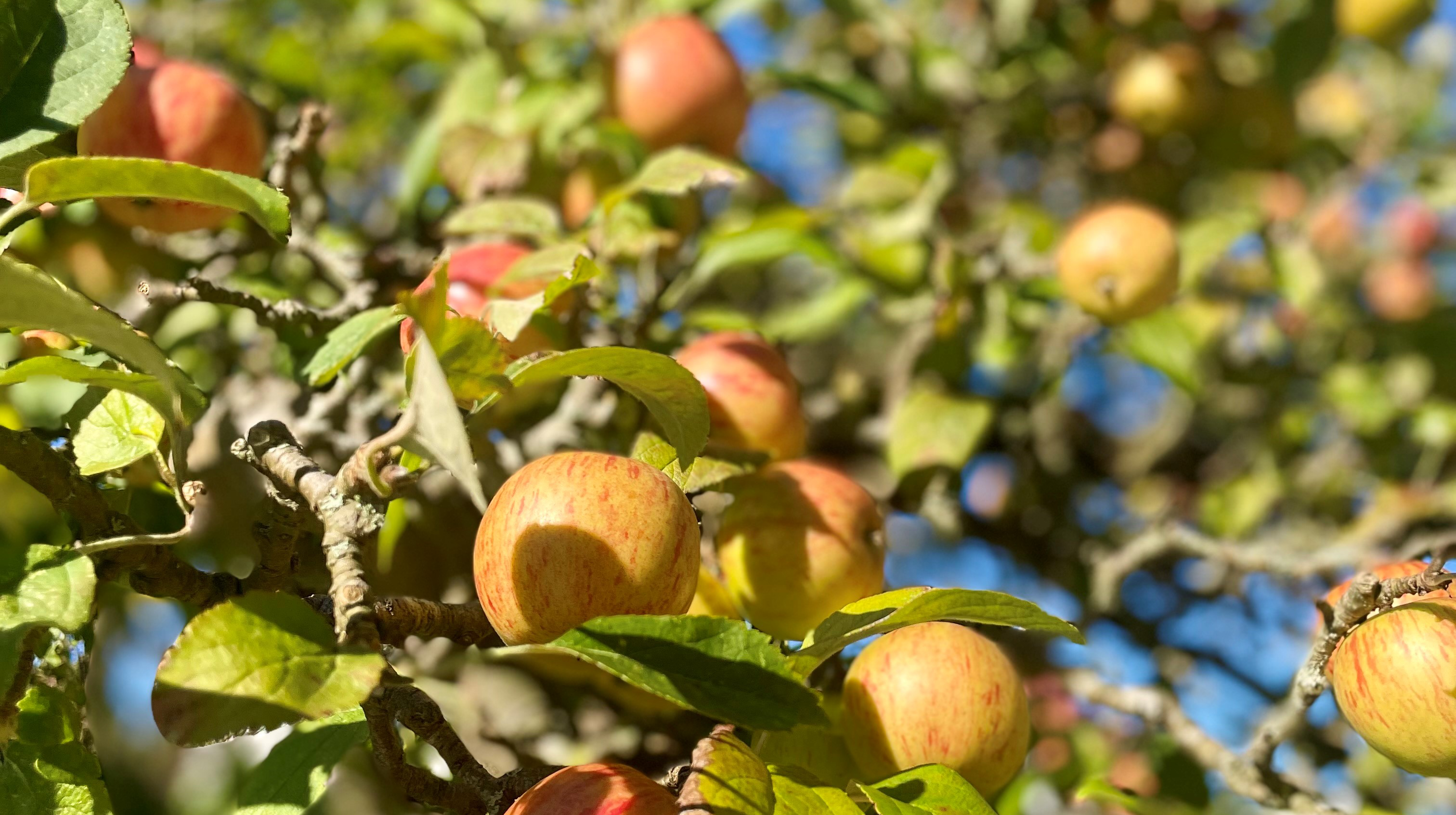 Röda äpplen på träd