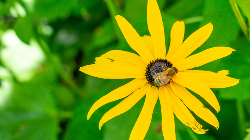 Ett bi sitter i mitten på en gul blomma.