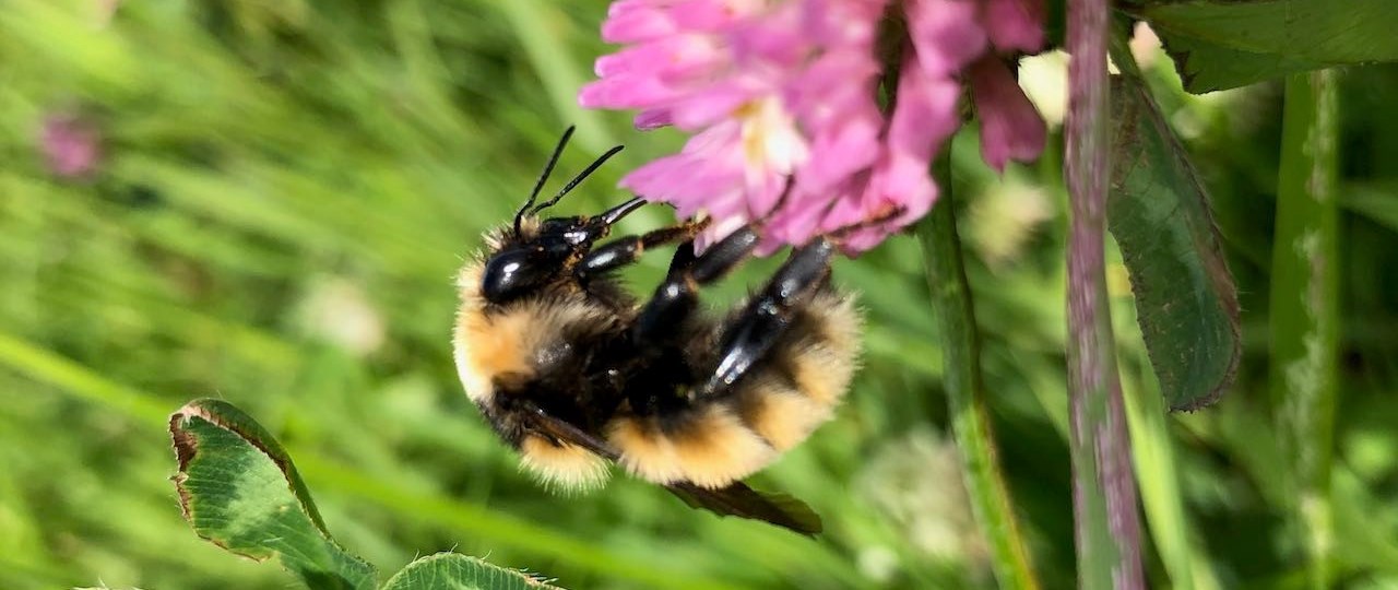 En humla sitter på en rödklöverblomma med gräs i bakgrunden