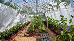 Inuti växthuset med plantor och odlingsbäddar