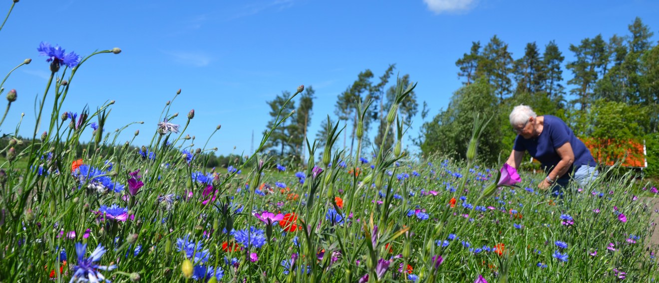 En vithårig kvinna i förgrunden av en blommande äng