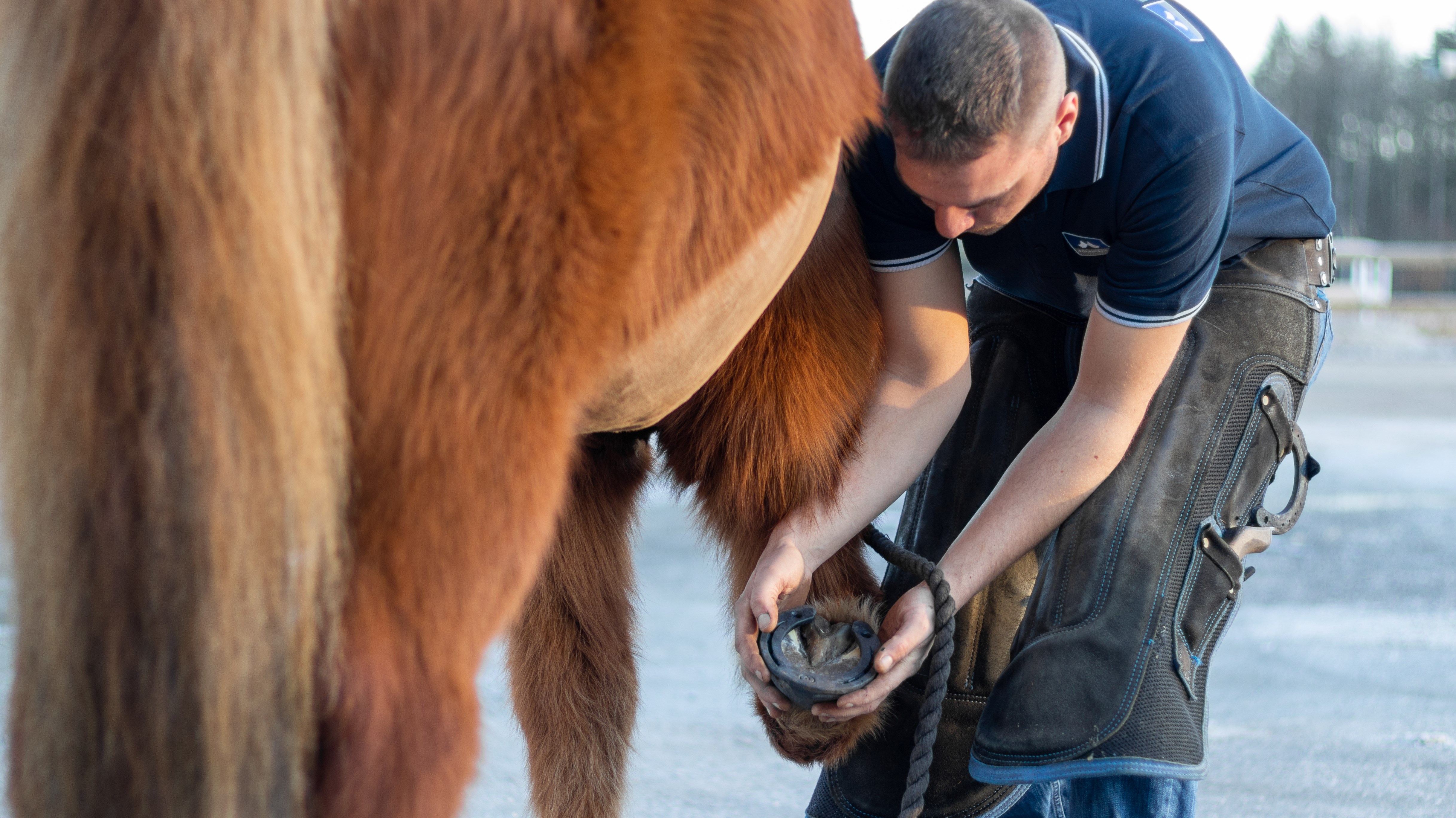 Hovslagarelev håller upp hoven på en islandshäst