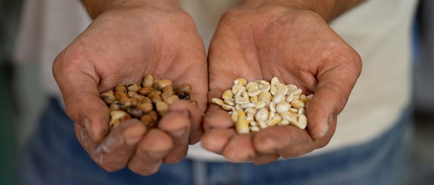 Två händer håller i olika sorters bönor