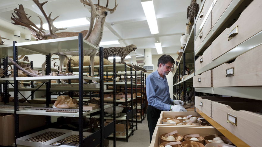 En person med vita handskar står i ett rum med hyllor med föremål och monterade djur. Två utdragna lådor syns i förgrunden.