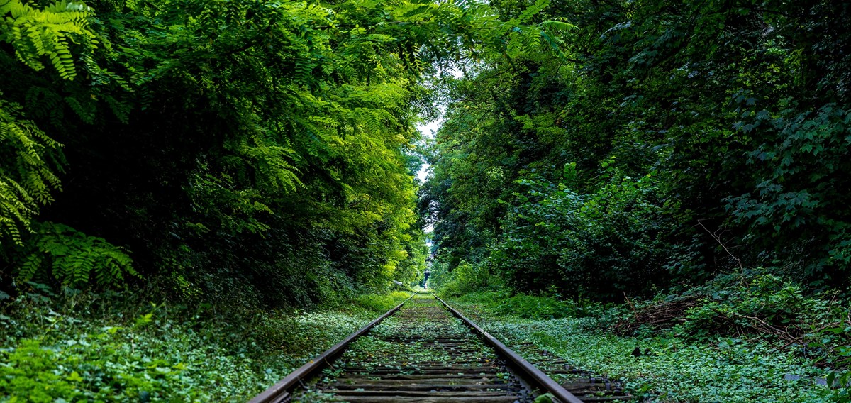 järnväg genom skog