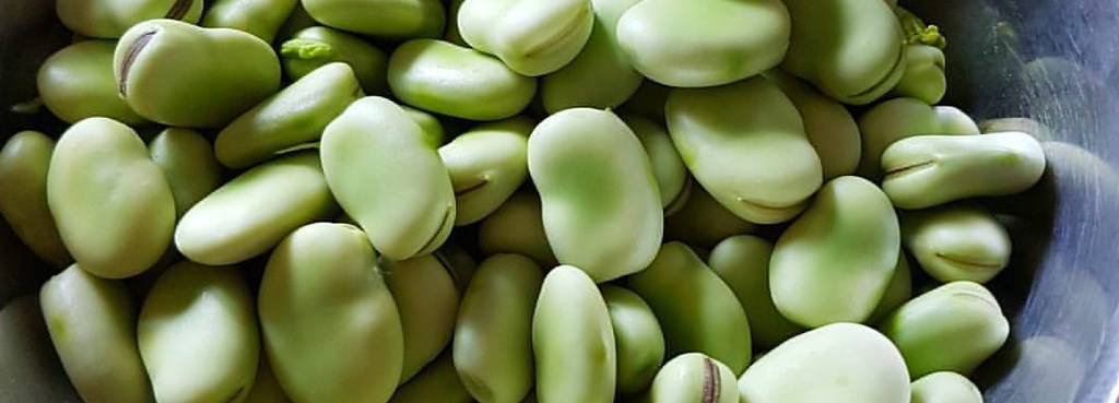 Åkerbönor i en skål