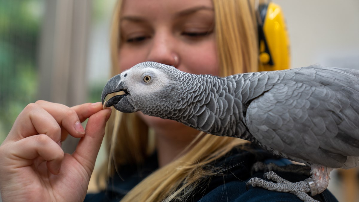 Elev med hörselkåpor matar grå fågel med frö
