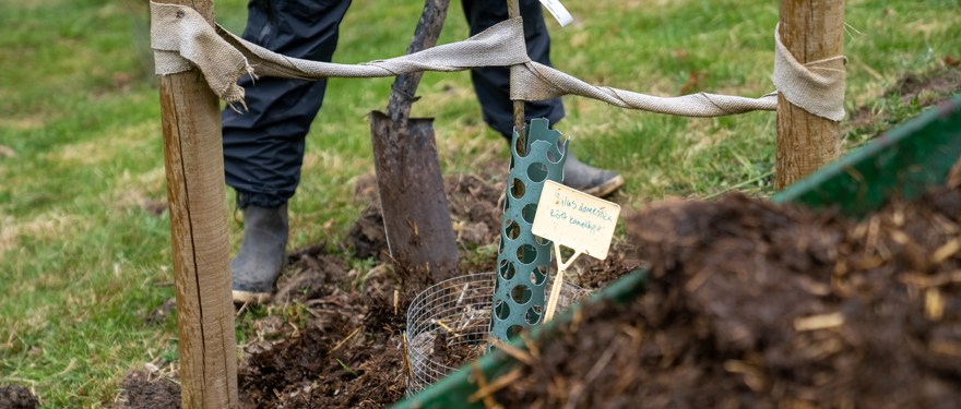 Gödsel i en skottkärra, en spade i jorden och stolpar som håller upp ett träd