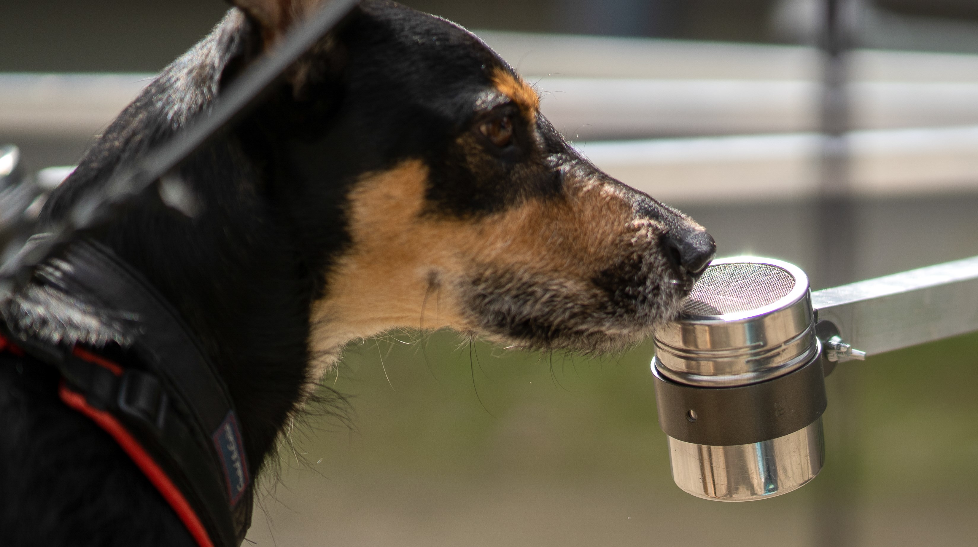 En svartbrun hund luktar på metallbehållare