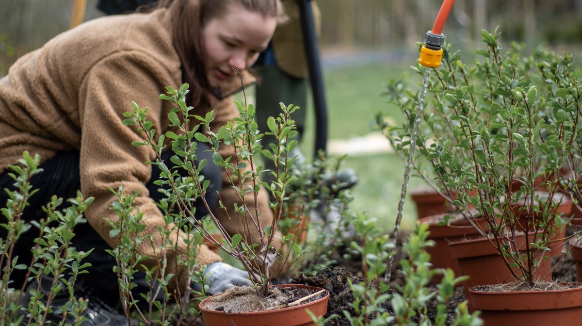 Kvinnlig elev planterar växter ur krukor