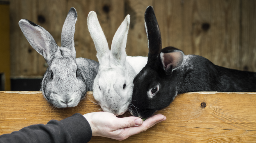 Tre kaniner på rad blir matade ur en hand