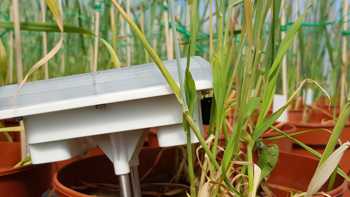 En vit sensor sitter nedstucken i en orange plastkruka med en havreplanta