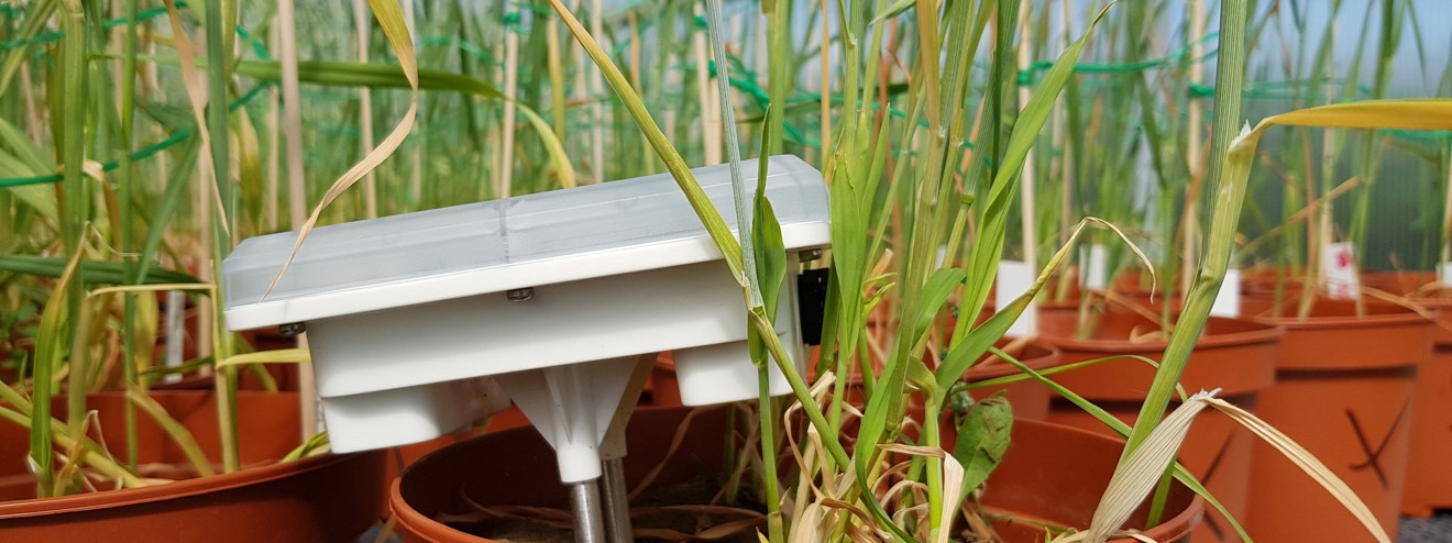 En vit sensor sitter nedstucken i en orange plastkruka med en havreplanta