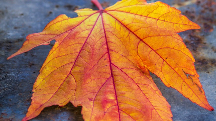 Årets influensa 2020 Årets influensa 2020