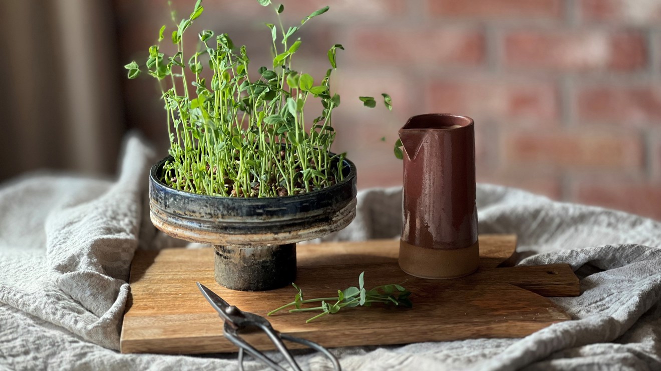 Färdiggroddad gråärt