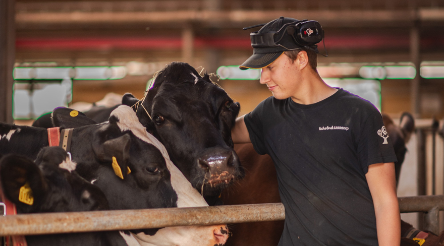 Elev med keps står lutad mot och håller armen runt kor