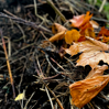 Orange höstlöv vilar i kompost med jord och växtrester