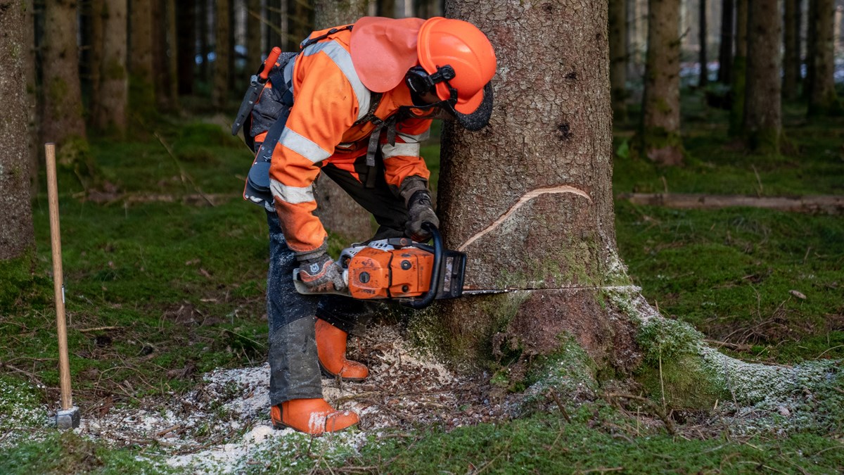 student cuts down trees in the forest