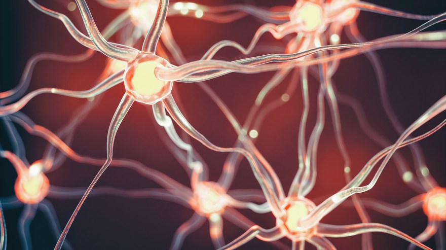 Bild på nervceller
