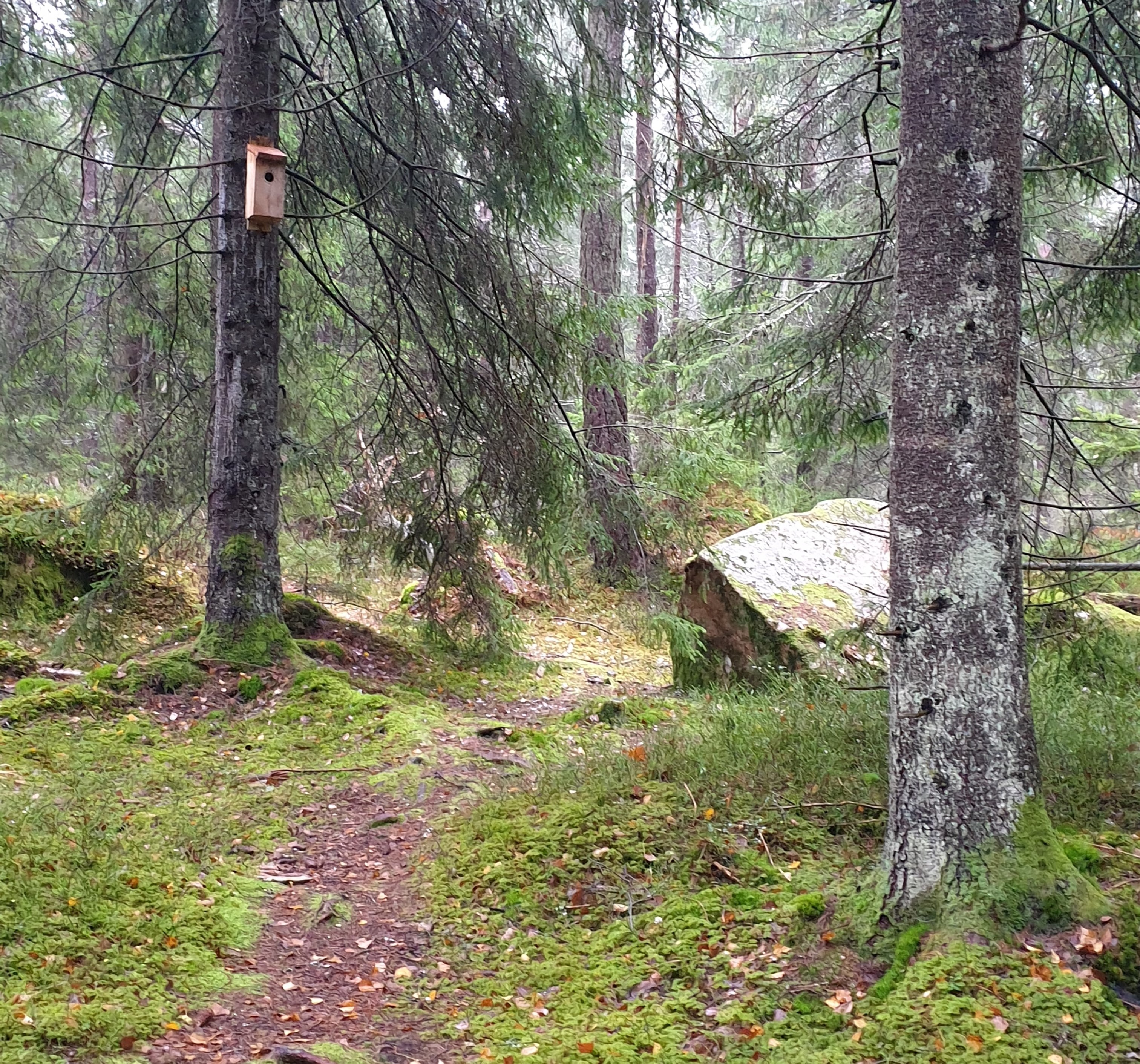 Skogsmiljö med stig och synlig fågelholk på trädstam