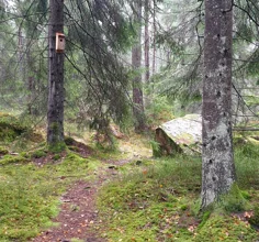 Skogsmiljö med stig och synlig fågelholk på trädstam