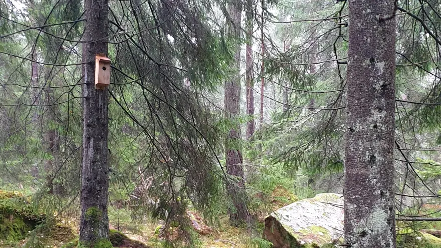 Skogsmiljö med stig och synlig fågelholk på trädstam