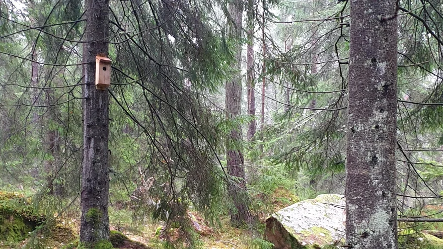 Skogsmiljö med stig och synlig fågelholk på trädstam
