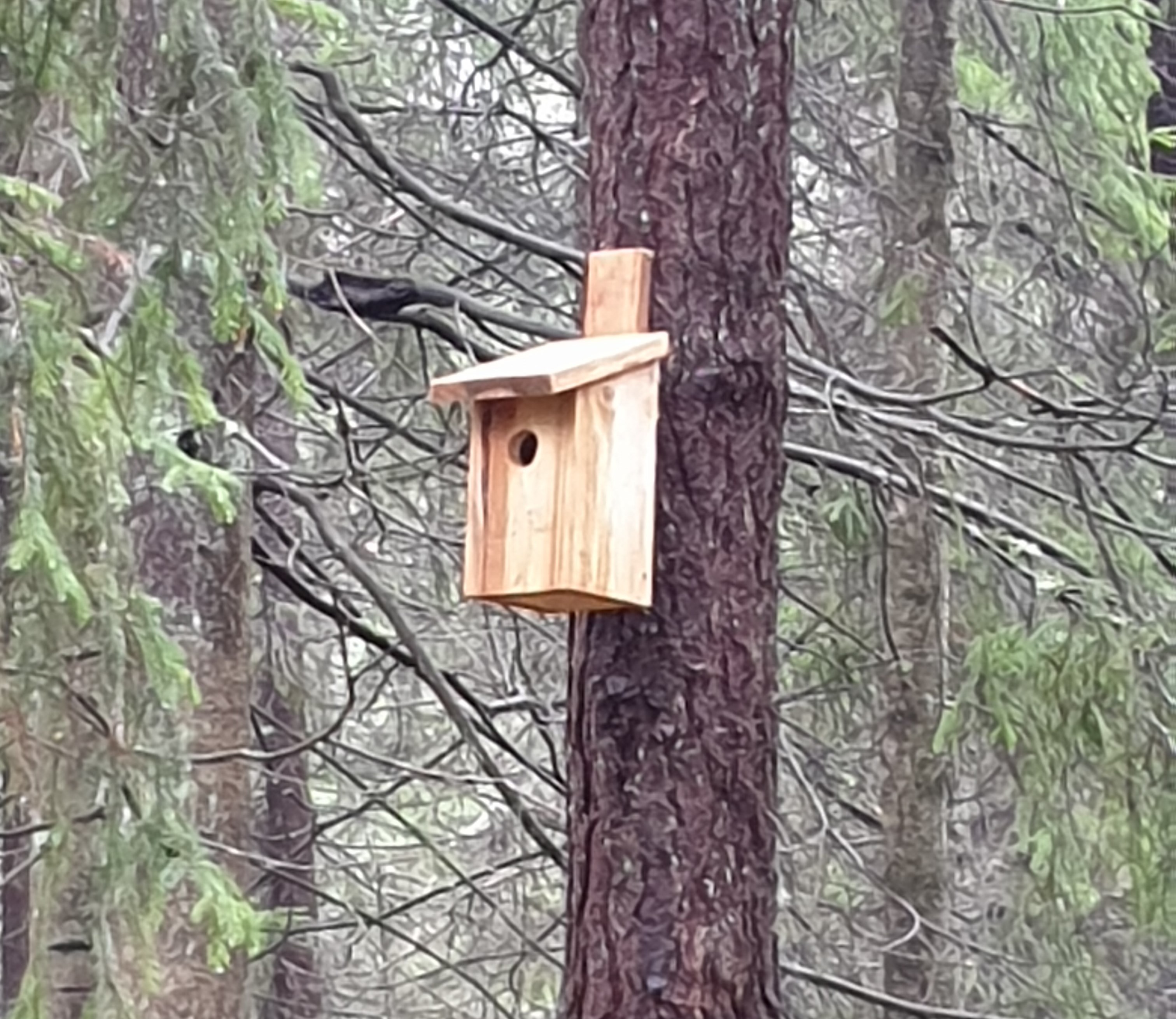 Fågelholk på trädstam