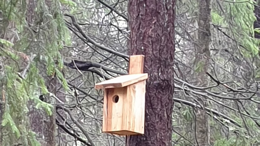 Fågelholk på trädstam