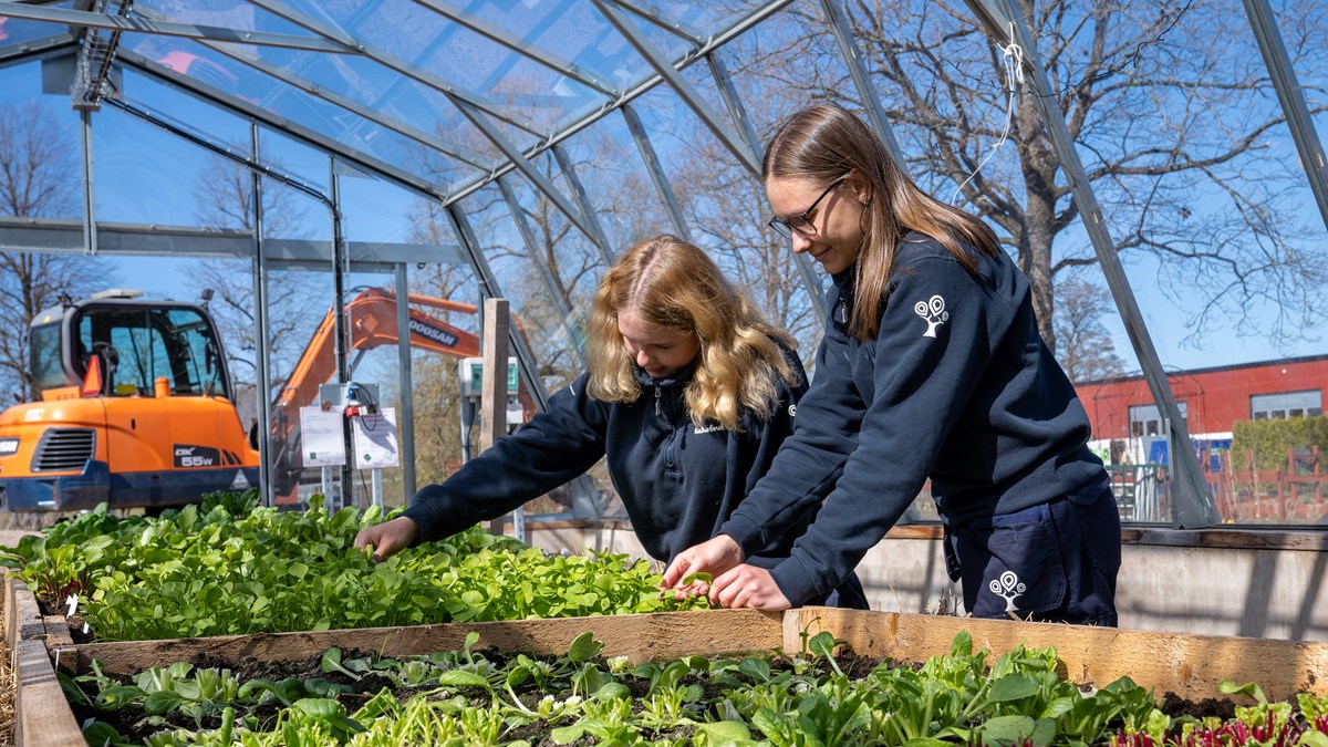 Två elever tar hand om salladsodling i ett växthus med grävmaskin i bakgrunden