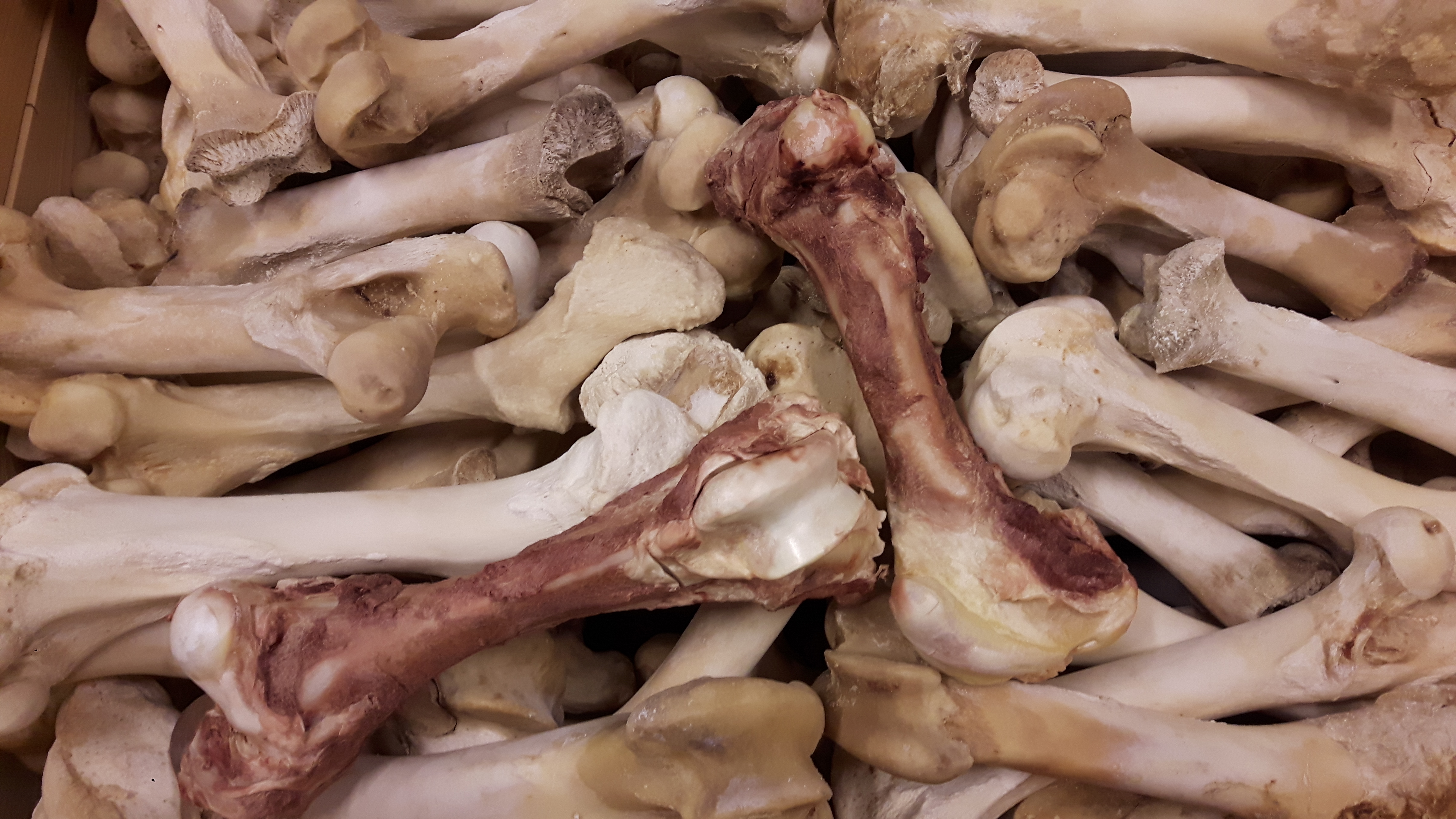 En stor mängd frystorkade djurben.