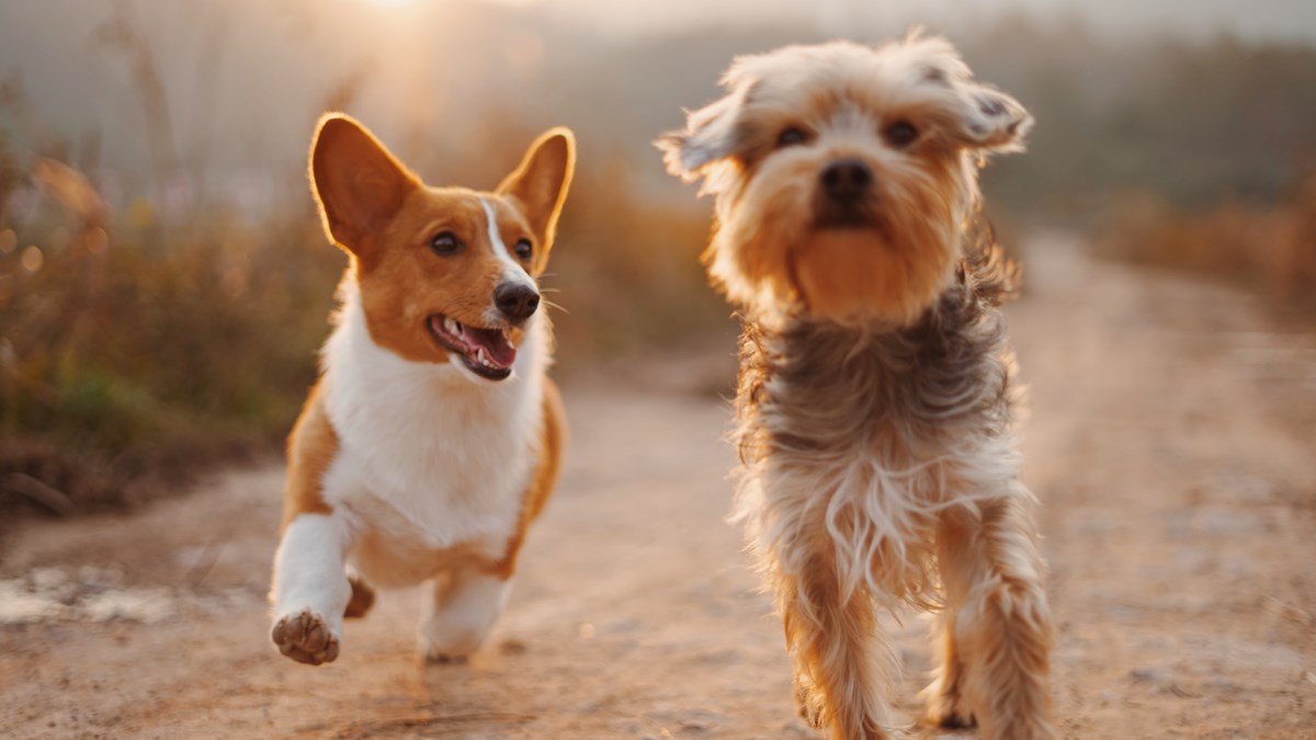 Två hundar springer på en grusväg i solnedgången