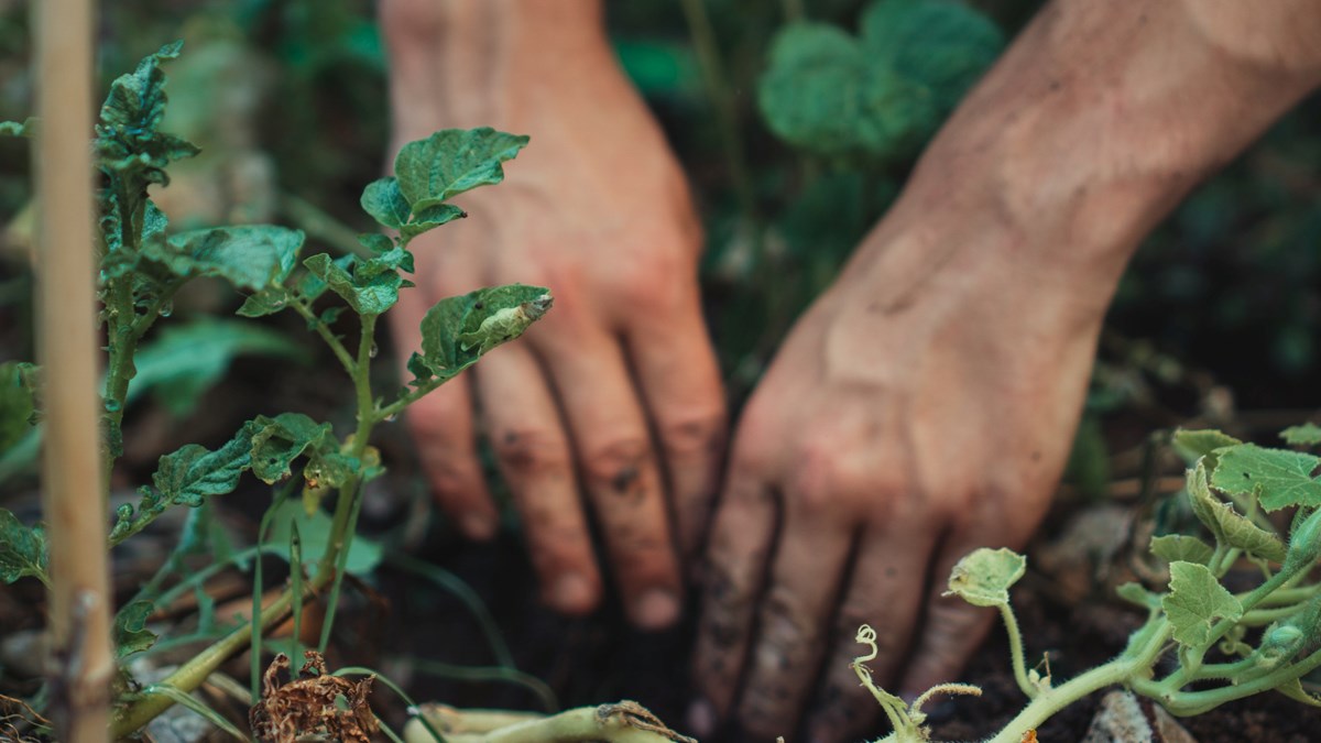 Två jordiga händer arbetar i jorden med gröna växter runtomkring