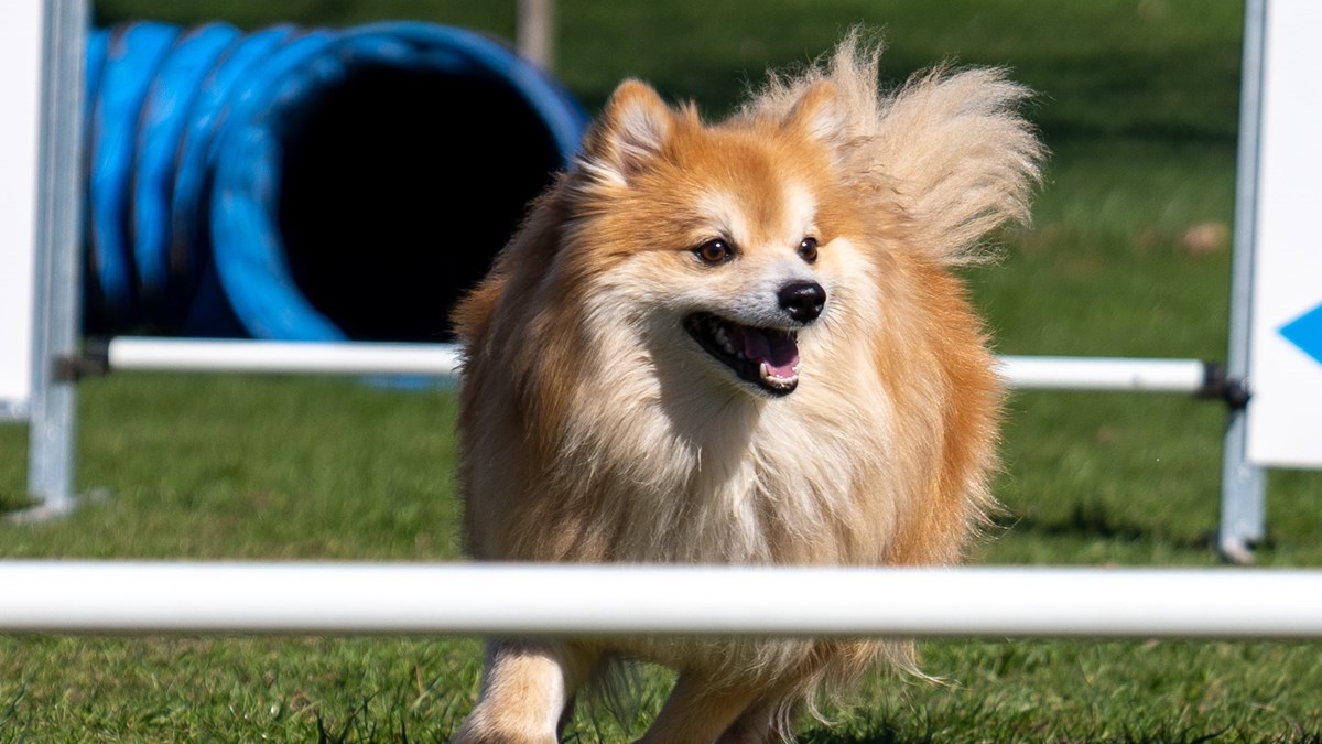 Hund springer mellan hinder på agilitybana