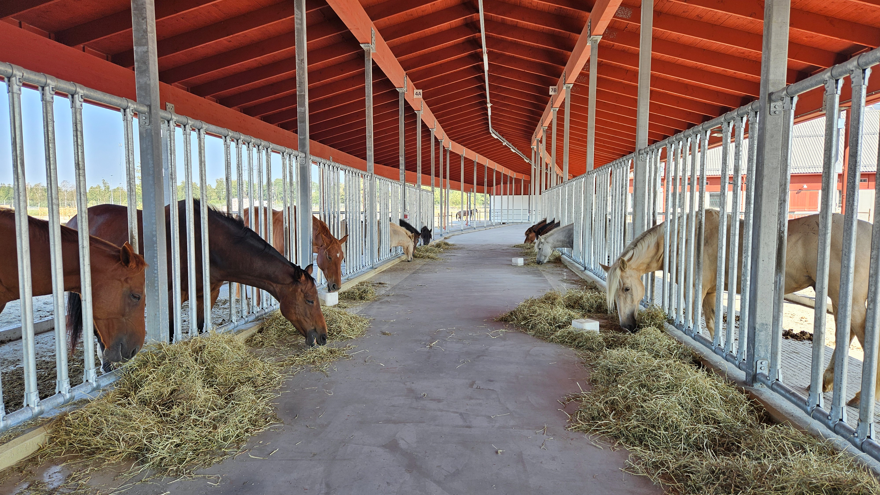 Horses are lined up and eating on both sides of a long covered feeding table