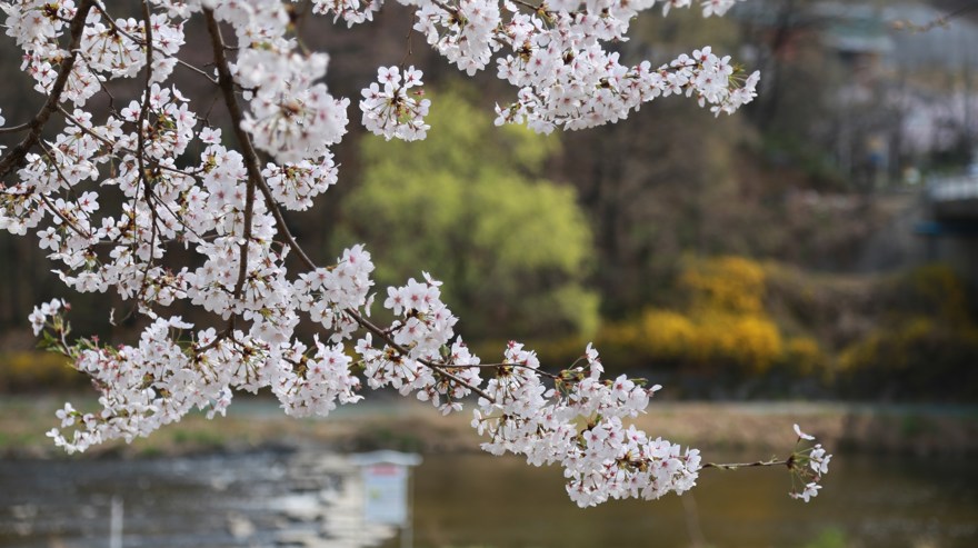 Trädgren från körsbärsträd i fokus med skogssjö i bakgrund.