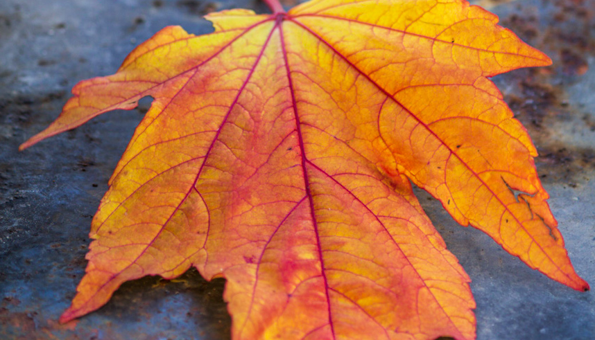 Orange höstlöv mot våt asfalt